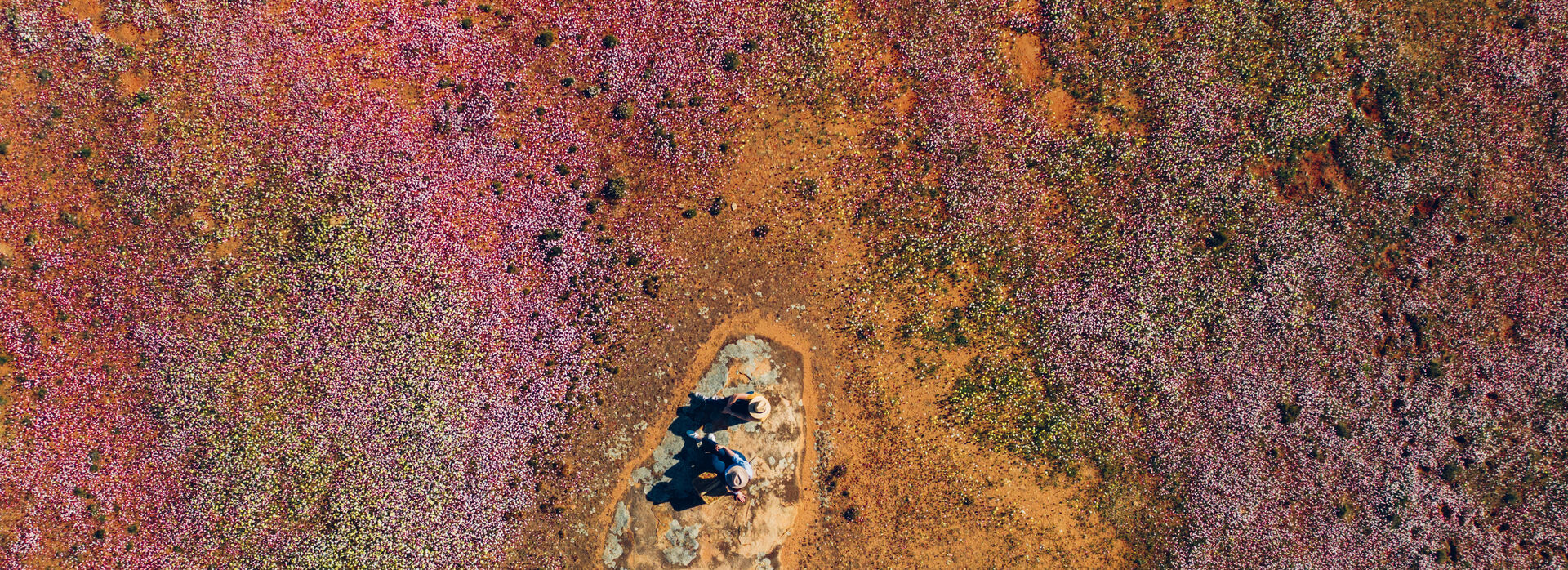 ASH Wildflowers Canna Reserve Mandatory credit Tourism Western Australia 119385 560